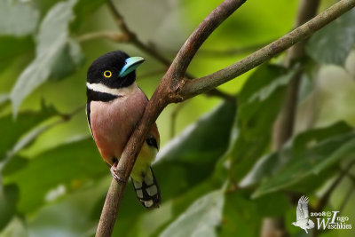 Female Black-and-yellow Broadbill