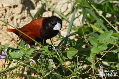 Adult Chestnut Munia (ssp. jagori)