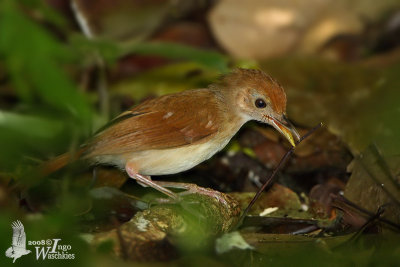 Adult Ferruginous Babbler