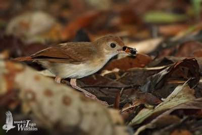 Adult Ferruginous Babbler with prey