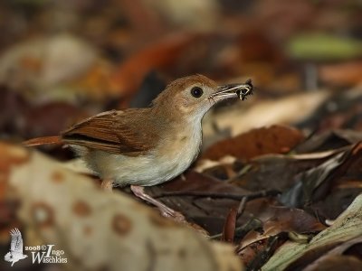 Adult Ferruginous Babbler with prey