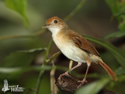 Adult Ferruginous Babbler