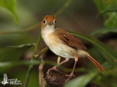 Adult Ferruginous Babbler