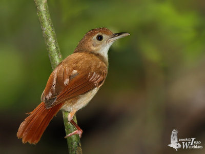 Adult Ferruginous Babbler