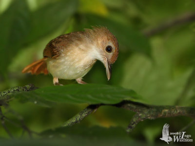 Adult Ferruginous Babbler