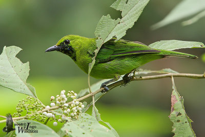 Immature male Lesser Green Leafbird