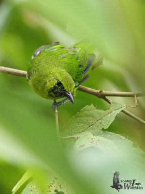 Immature male Lesser Green Leafbird