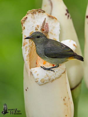 Female Orange-bellied Flowerpecker (ssp. dayakanum)