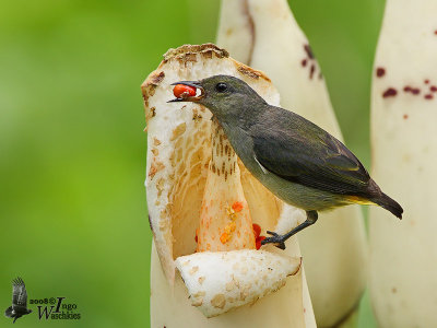 Female Orange-bellied Flowerpecker (ssp. dayakanum)