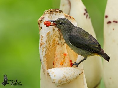 Female Orange-bellied Flowerpecker (ssp. dayakanum)