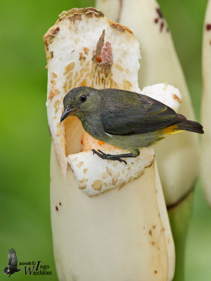 Female Orange-bellied Flowerpecker (ssp. dayakanum)