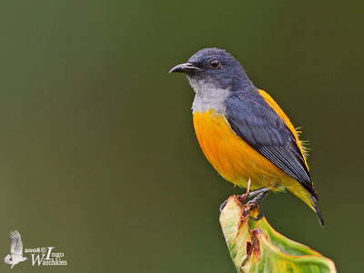 Male Orange-bellied Flowerpecker (ssp. dayakanum)