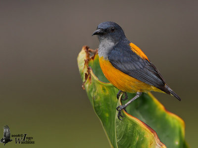 Male Orange-bellied Flowerpecker (ssp. dayakanum)