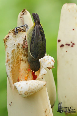 Female Orange-bellied Flowerpecker (ssp. dayakanum)