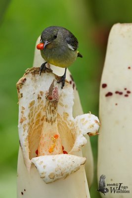 Female Orange-bellied Flowerpecker (ssp. dayakanum)
