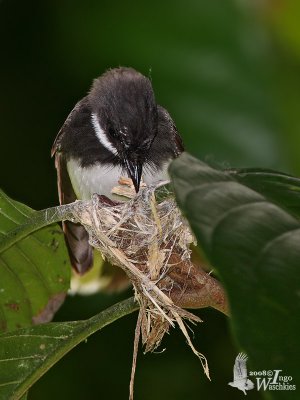 Adult Pied Fantail building its nest