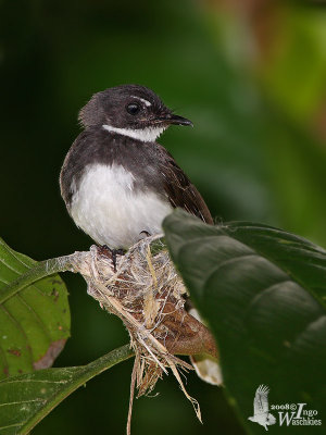 Adult Pied Fantail on nest