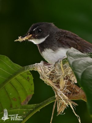 Adult Pied Fantail building its nest