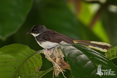 Adult Pied Fantail on nest