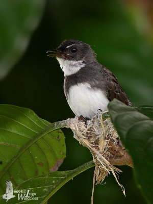 Adult Pied Fantail on nest