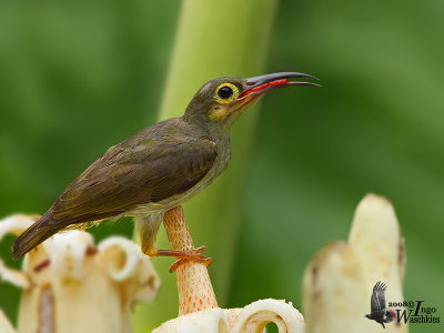 Adult Spectacled Spiderhunter