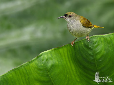 Male Plain Sunbird