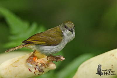 Female Plain Sunbird