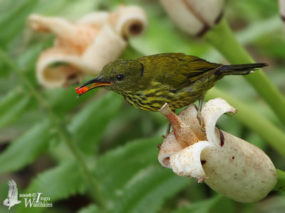 Adult Purple-naped Sunbird