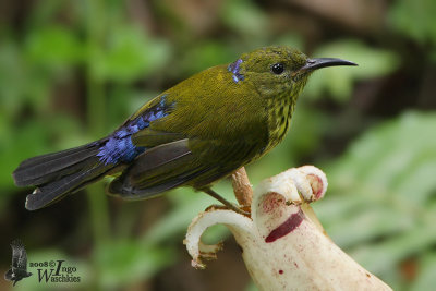 Purple-naped Sunibird (Hypogramma hypogrammicum)