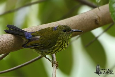 Adult Purple-naped Sunbird