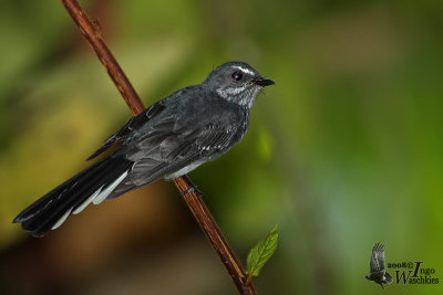 Adult Spotted Fantail