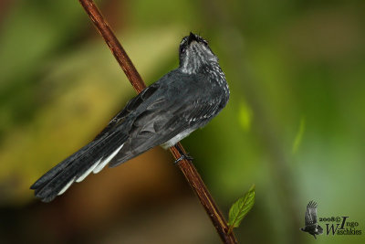 Adult Spotted Fantail