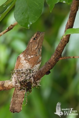 Javan Frogmouth on nest