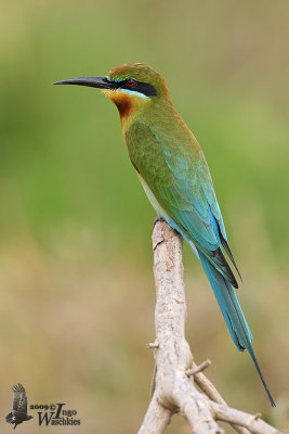 Adult Blue-tailed Bee-eater