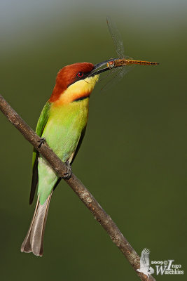 Adult Chestnut-headed Bee-eater