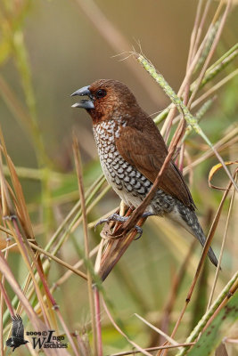 Adult Scaly-breasted Munia
