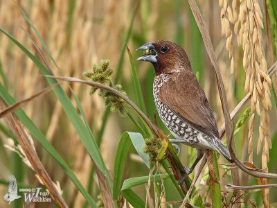 Adult Scaly-breasted Munia