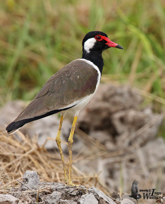 Adult Red-wattled Lapwing