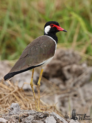 Adult Red-wattled Lapwing