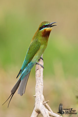 Adult Blue-tailed Bee-eater