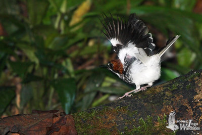 Chestnut-naped Forktail