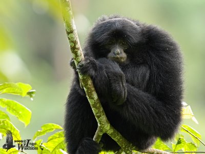 Siamang