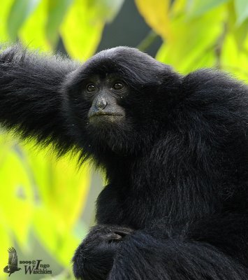 Siamang