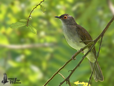 Adult Spectacled Bulbul