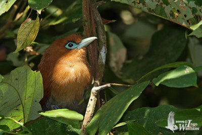 Raffles' Malkoha (Rhinortha chlorophaea)