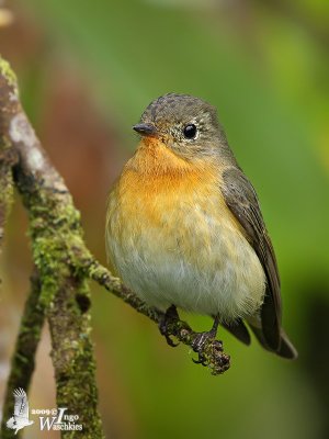 Adult female Mugimaki Flycatcher