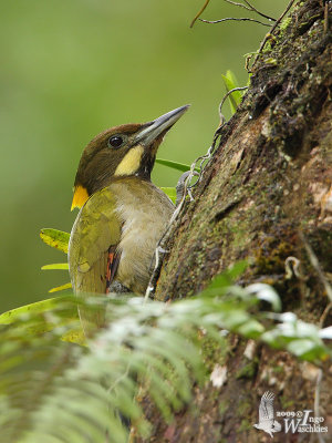 Female Greater Yellownape