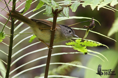 Mountain Fulvetta (Alcippe peracensis)