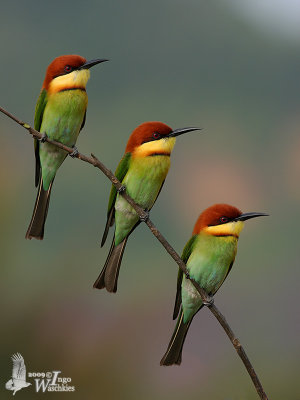 Chestnut-headed Bee-eaters
