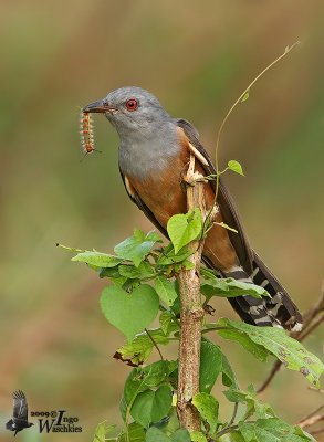 Plaintive Cuckoo (Cacomantis merulinus)